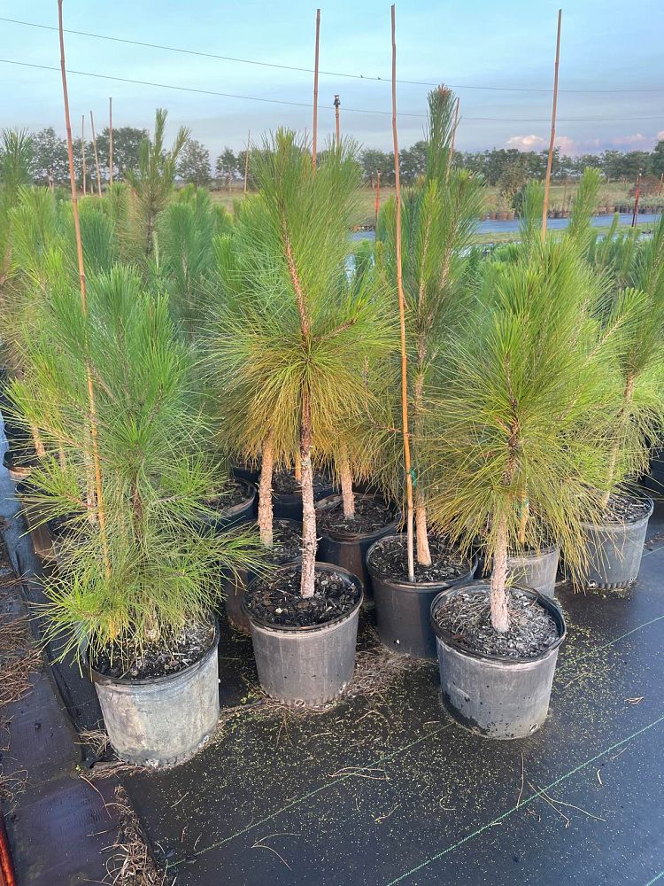 pinus-elliottii-slash-pine