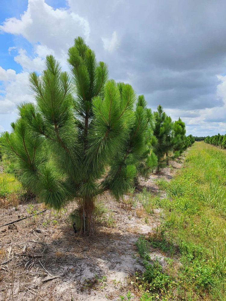 pinus-elliottii-slash-pine