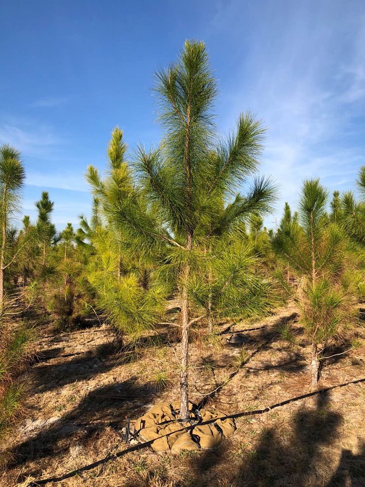 pinus-elliottii-slash-pine