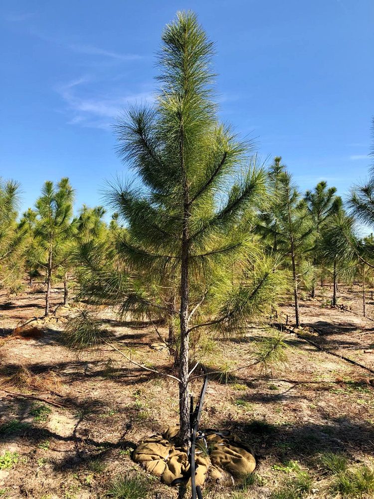 pinus-elliottii-slash-pine