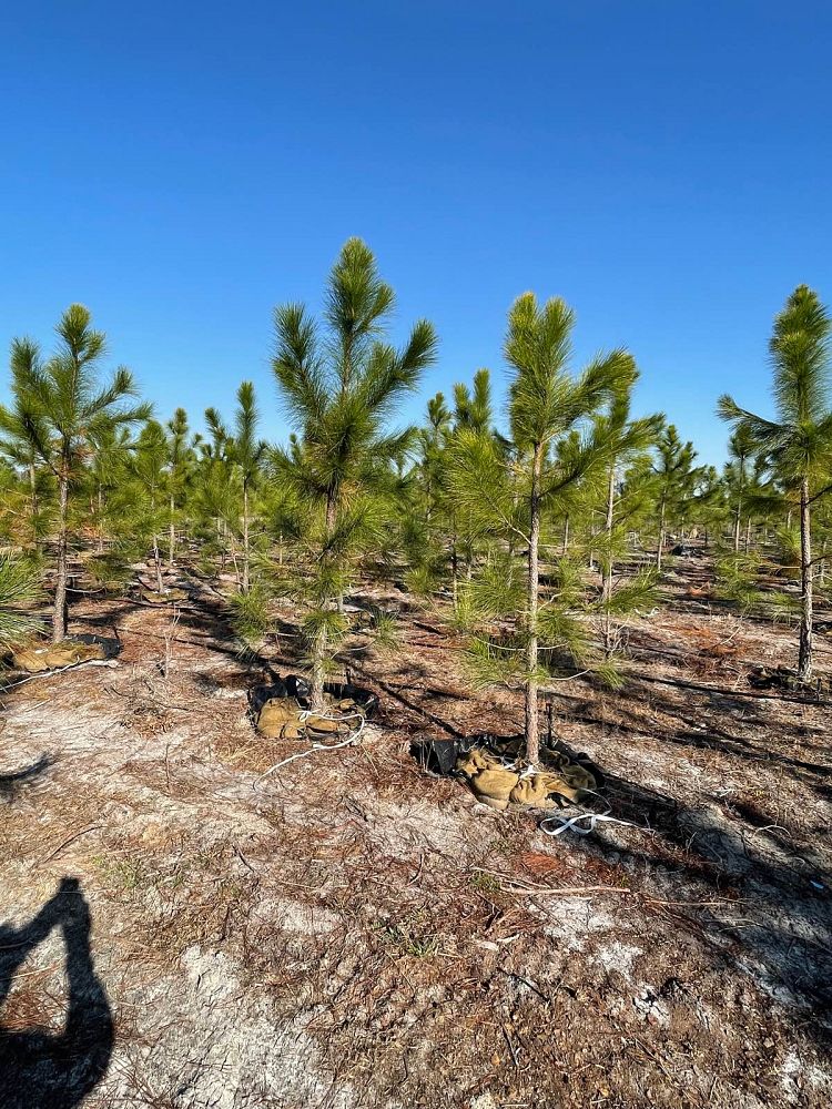 pinus-elliottii-slash-pine