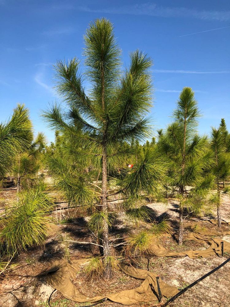 pinus-elliottii-slash-pine