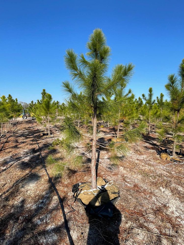 pinus-elliottii-slash-pine