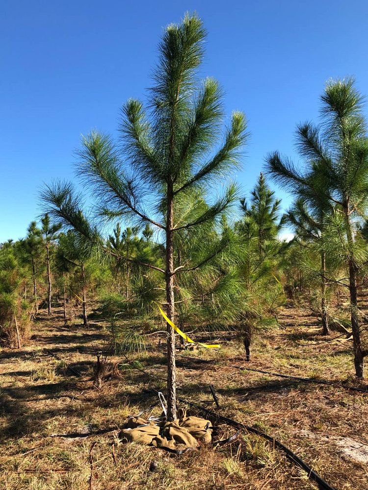 pinus-elliottii-slash-pine