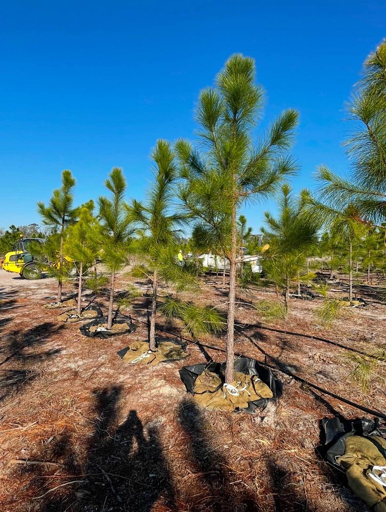 pinus-elliottii-slash-pine