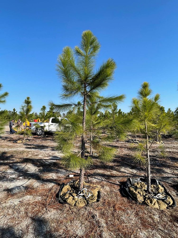 pinus-elliottii-slash-pine