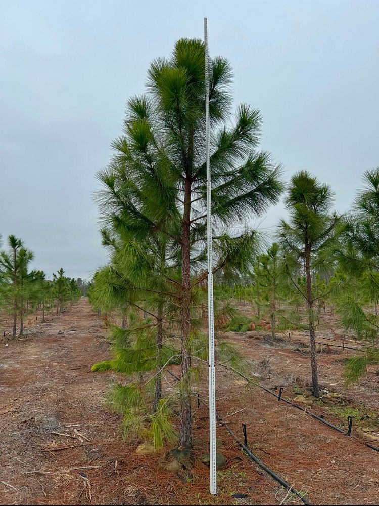 pinus-elliottii-slash-pine