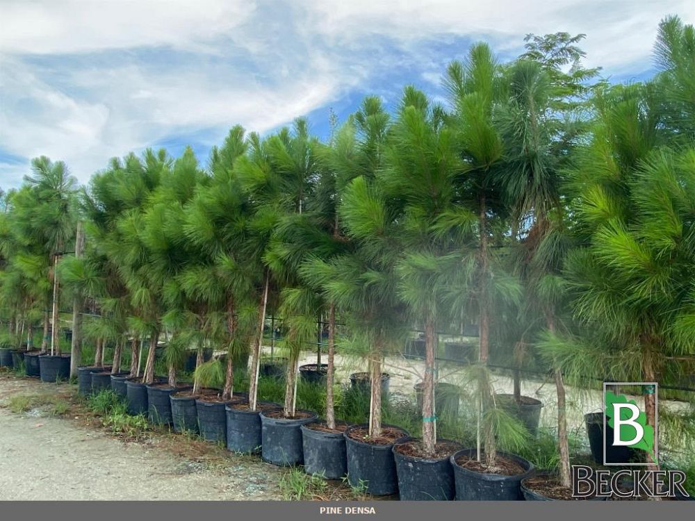 pinus-elliottii-slash-pine