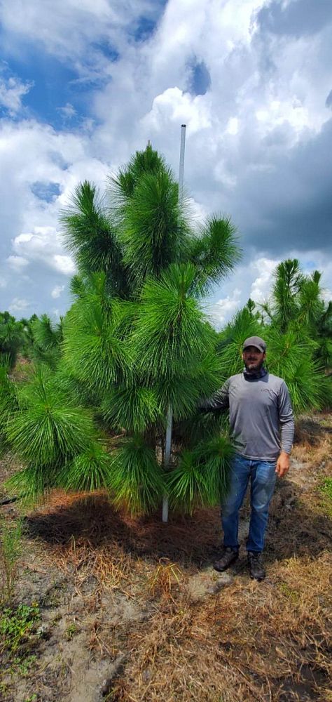 pinus-elliottii-slash-pine