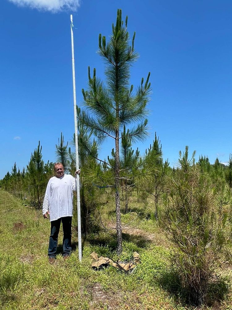pinus-elliottii-slash-pine