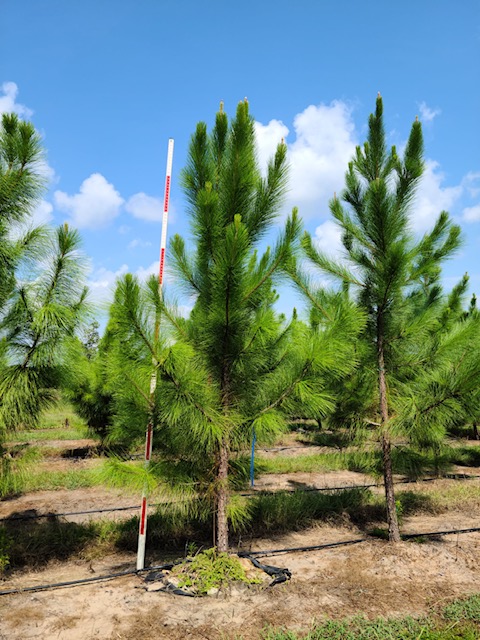 pinus-elliottii-slash-pine