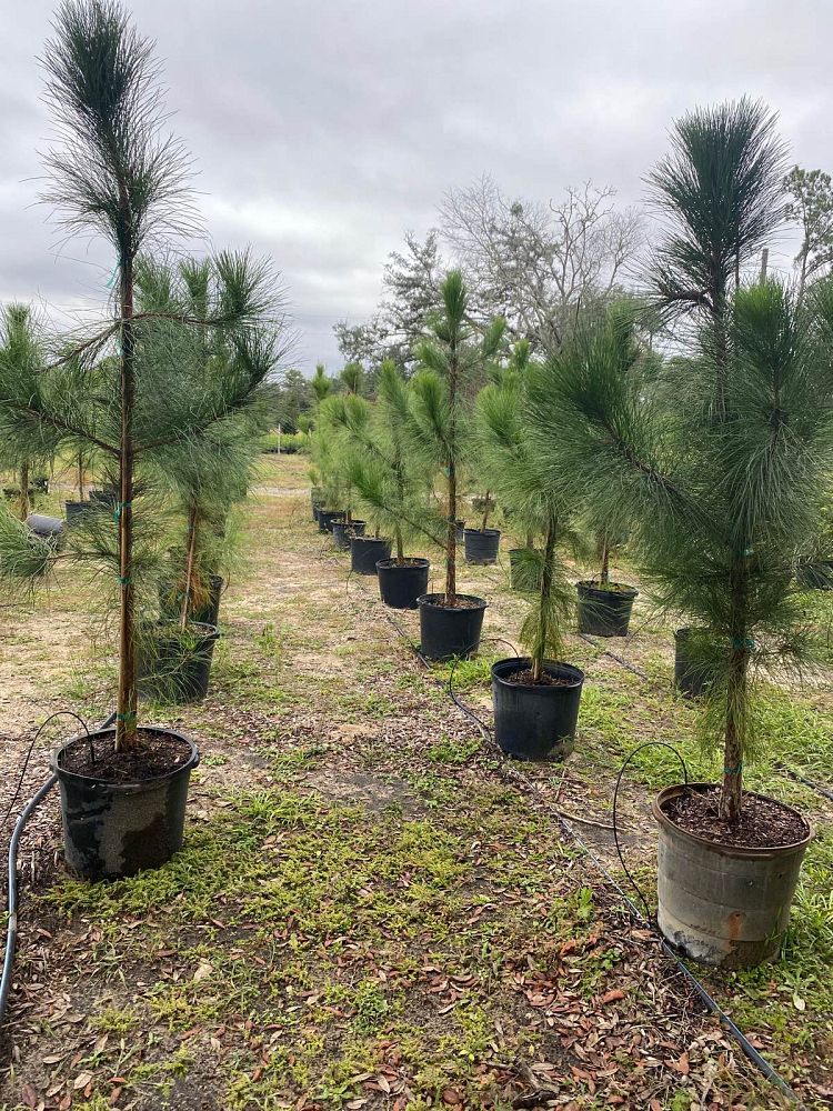pinus-elliottii-slash-pine