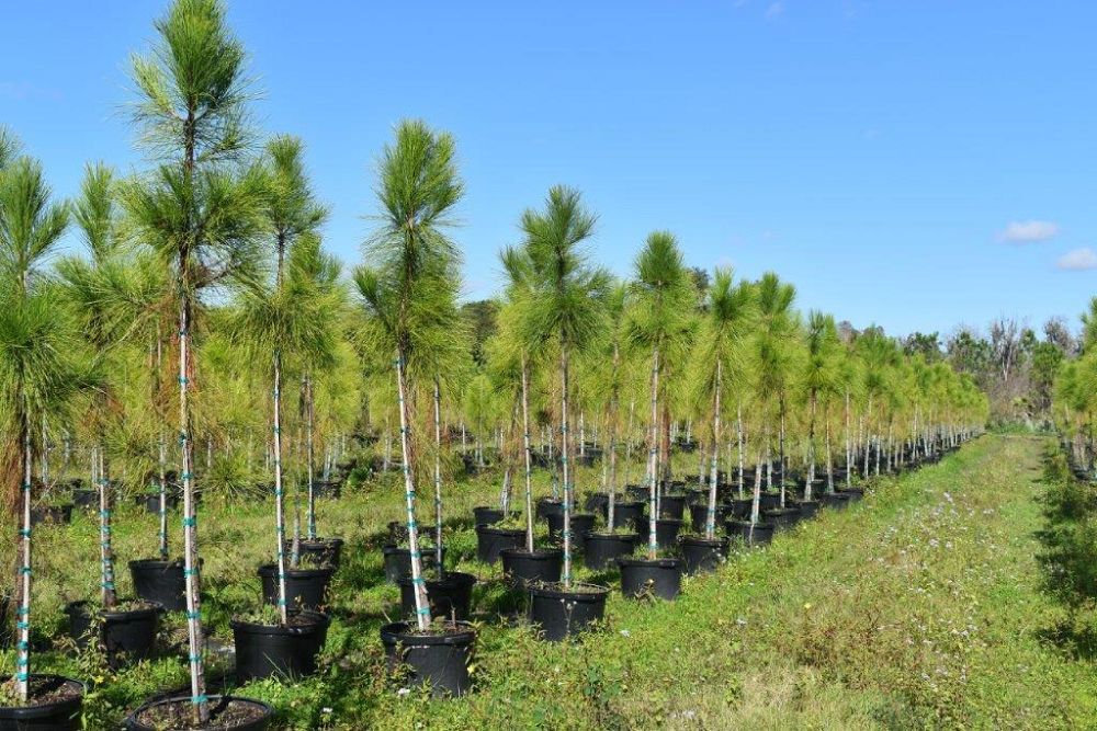 pinus-elliottii-slash-pine