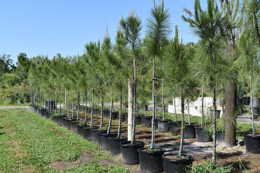pinus-elliottii-slash-pine