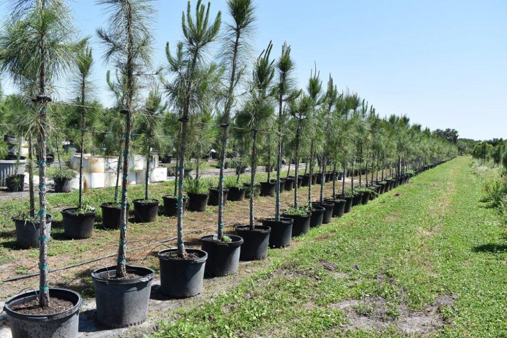 pinus-elliottii-slash-pine