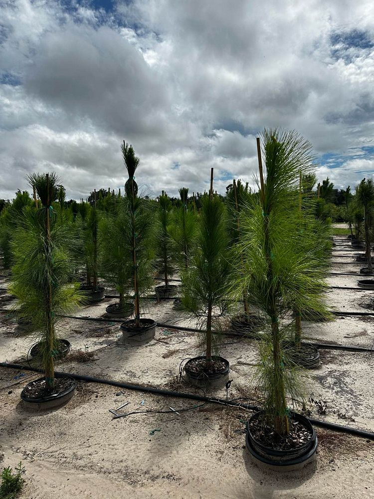 pinus-elliottii-slash-pine