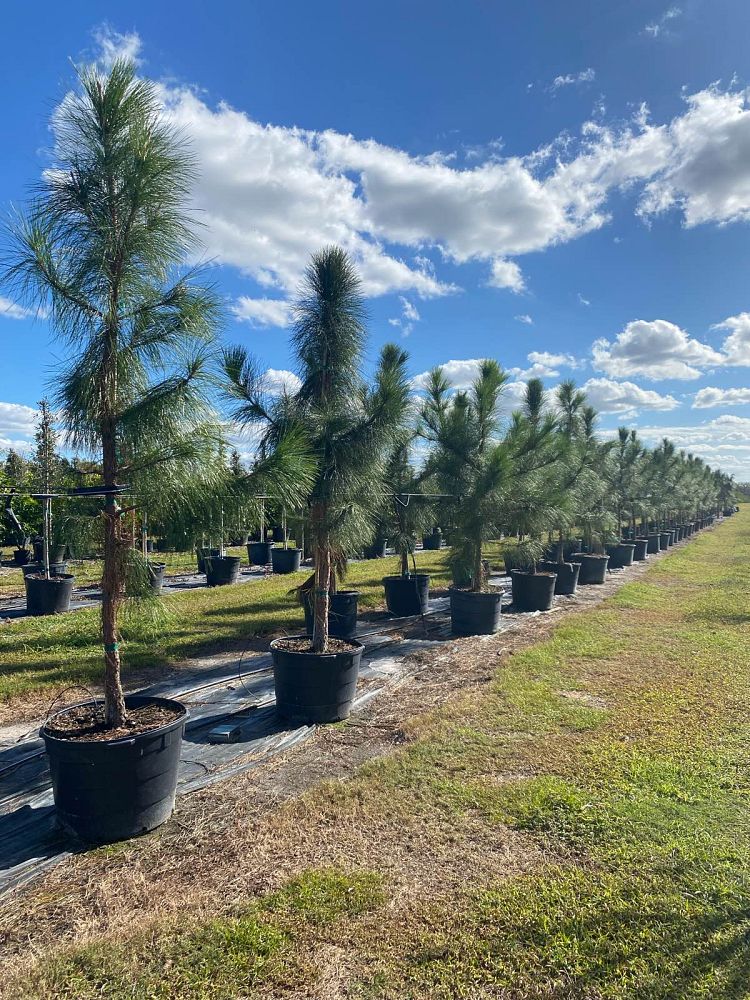 pinus-elliottii-slash-pine