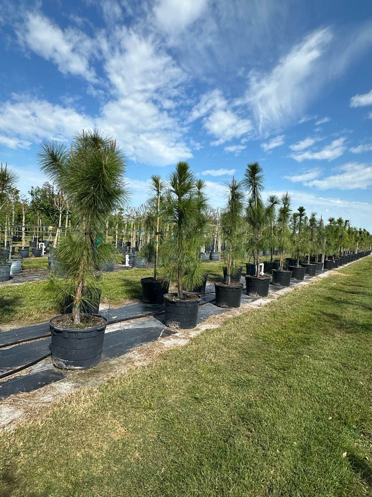 pinus-elliottii-slash-pine
