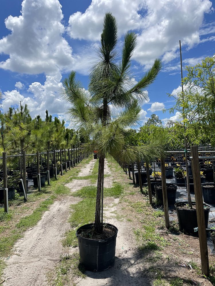 pinus-elliottii-slash-pine
