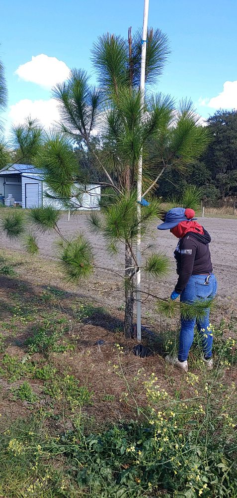 pinus-elliottii-slash-pine