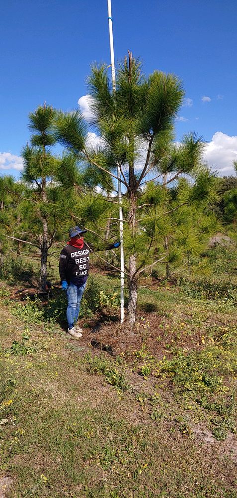 pinus-elliottii-slash-pine