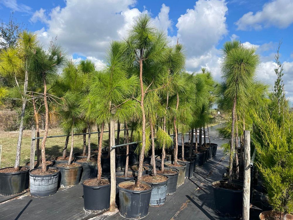pinus-elliottii-slash-pine