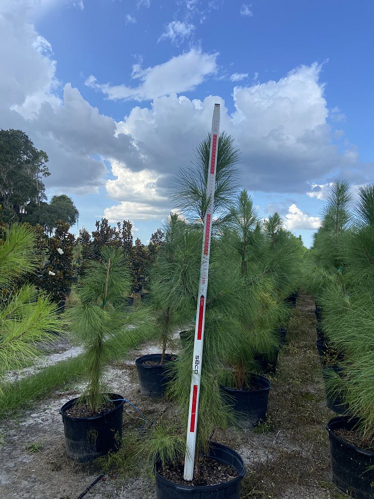 pinus-elliottii-slash-pine