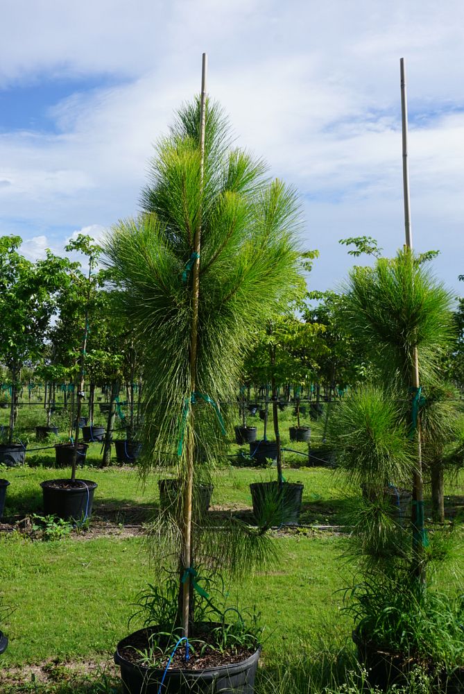 pinus-elliottii-slash-pine