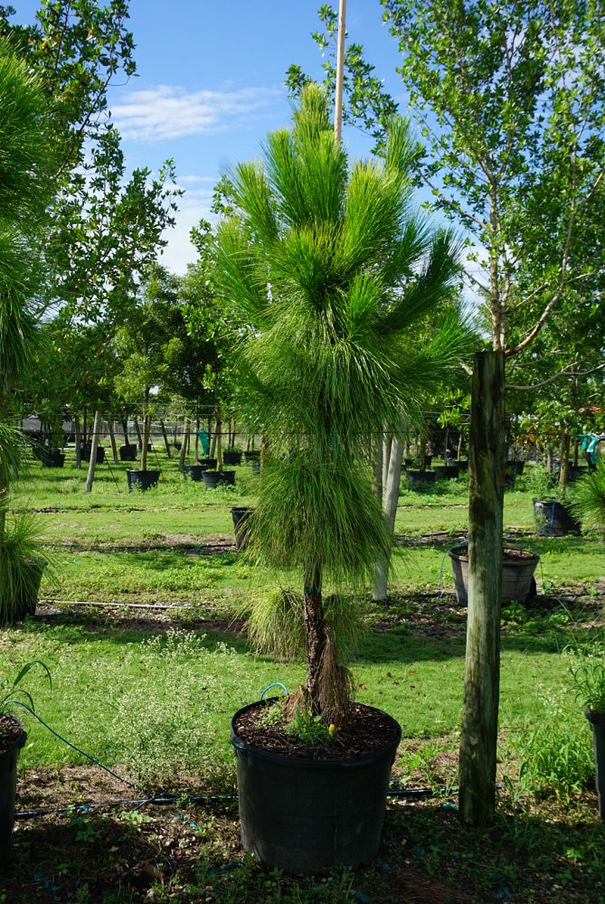 pinus-elliottii-slash-pine
