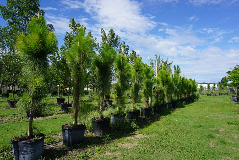 pinus-elliottii-slash-pine