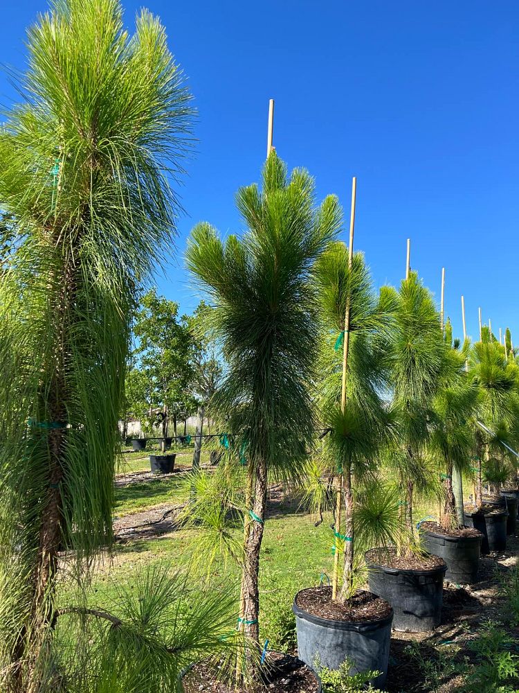pinus-elliottii-slash-pine