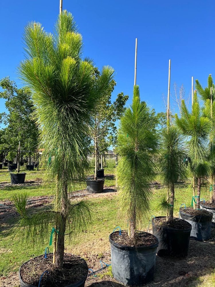 pinus-elliottii-slash-pine