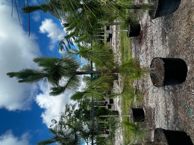 pinus-elliottii-slash-pine