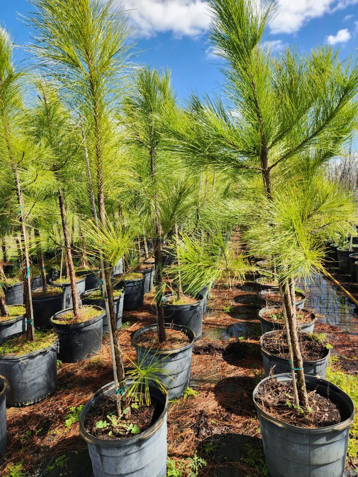 pinus-elliottii-slash-pine