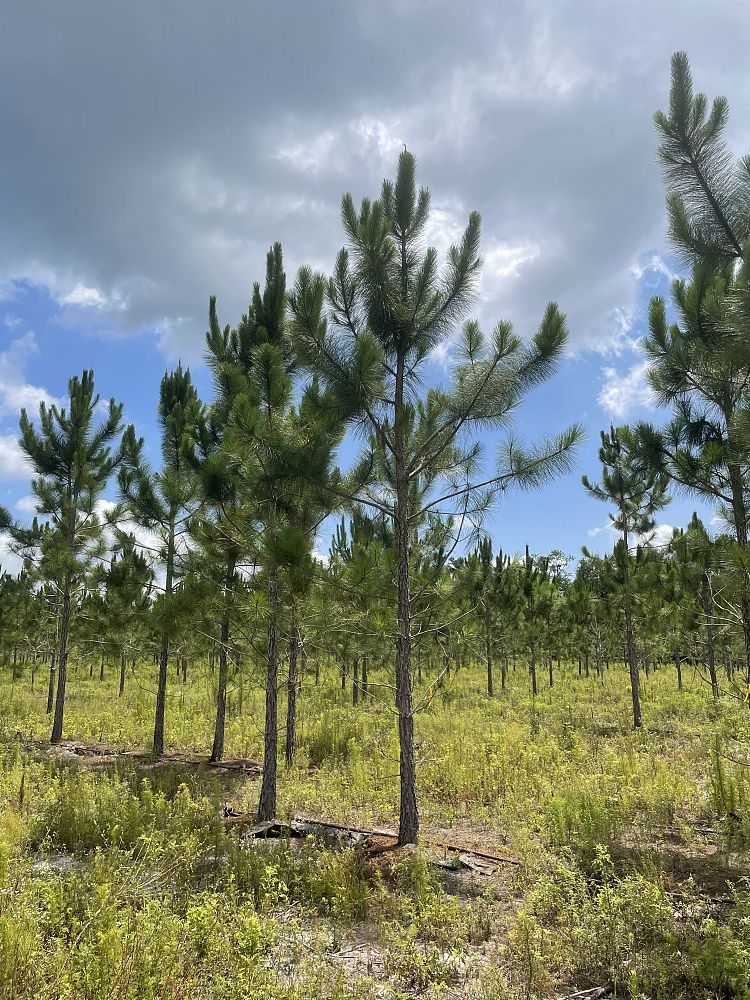 pinus-elliottii-slash-pine