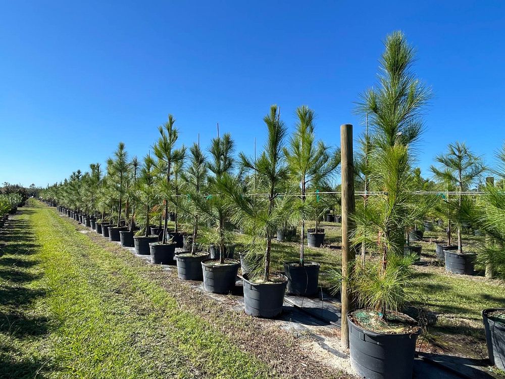 pinus-elliottii-slash-pine