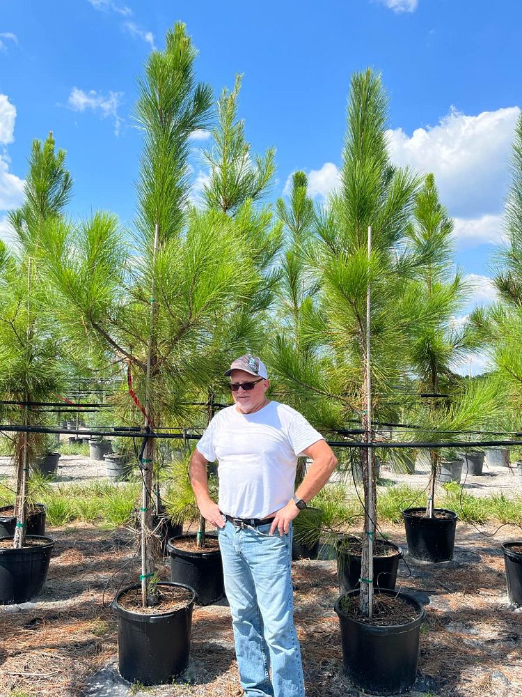pinus-elliottii-slash-pine