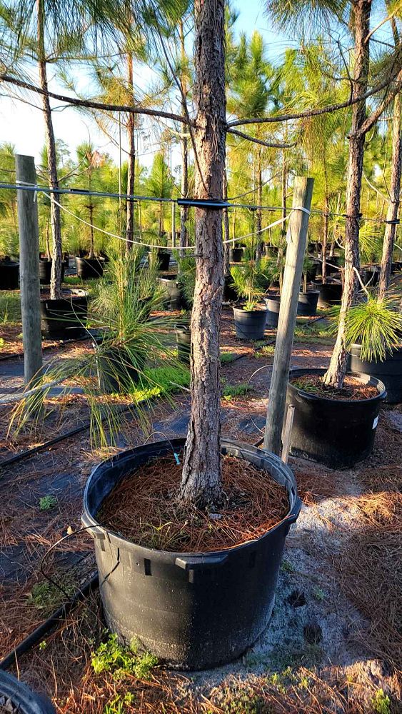 pinus-elliottii-slash-pine
