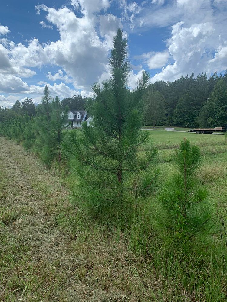 pinus-elliottii-slash-pine