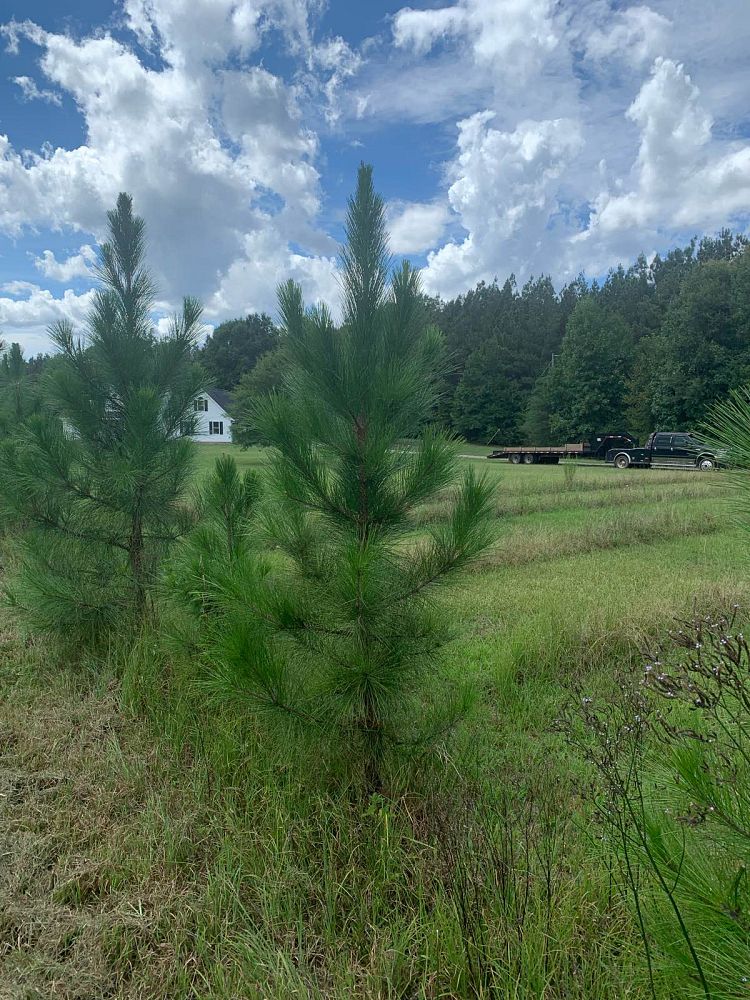 pinus-elliottii-slash-pine