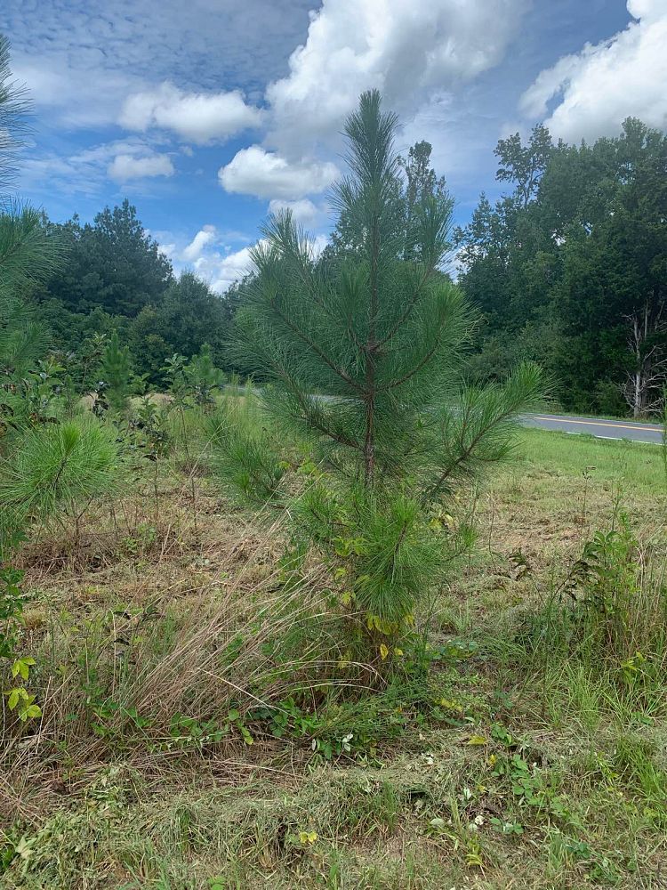 pinus-elliottii-slash-pine