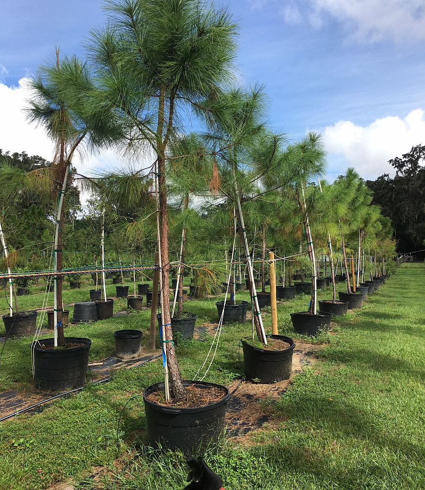 pinus-elliottii-slash-pine
