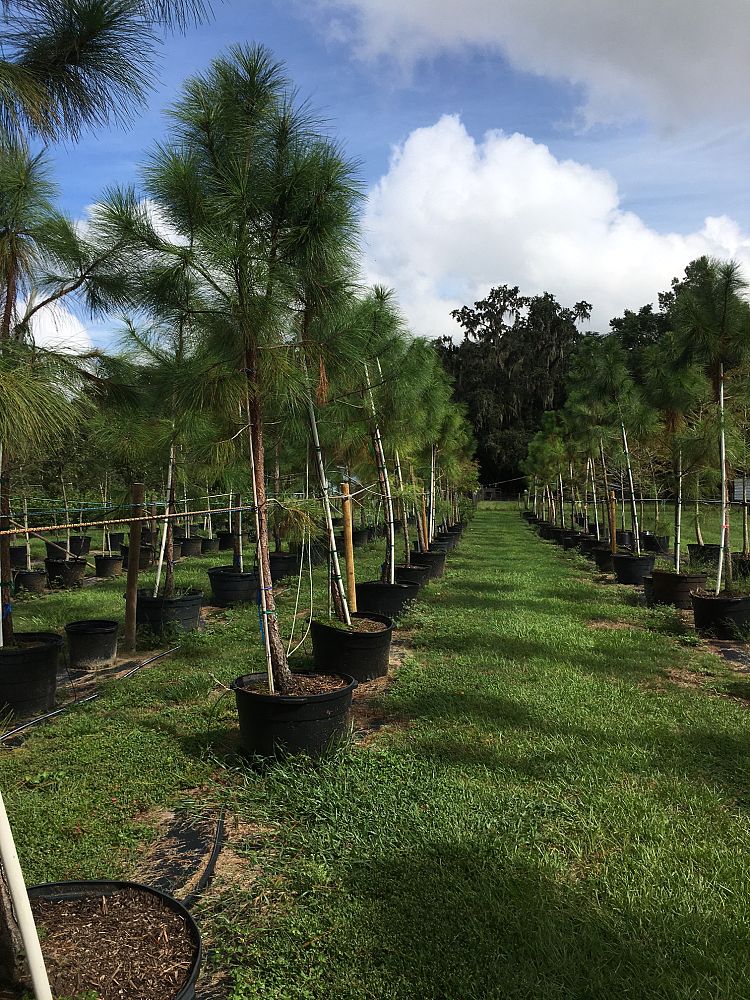 pinus-elliottii-slash-pine