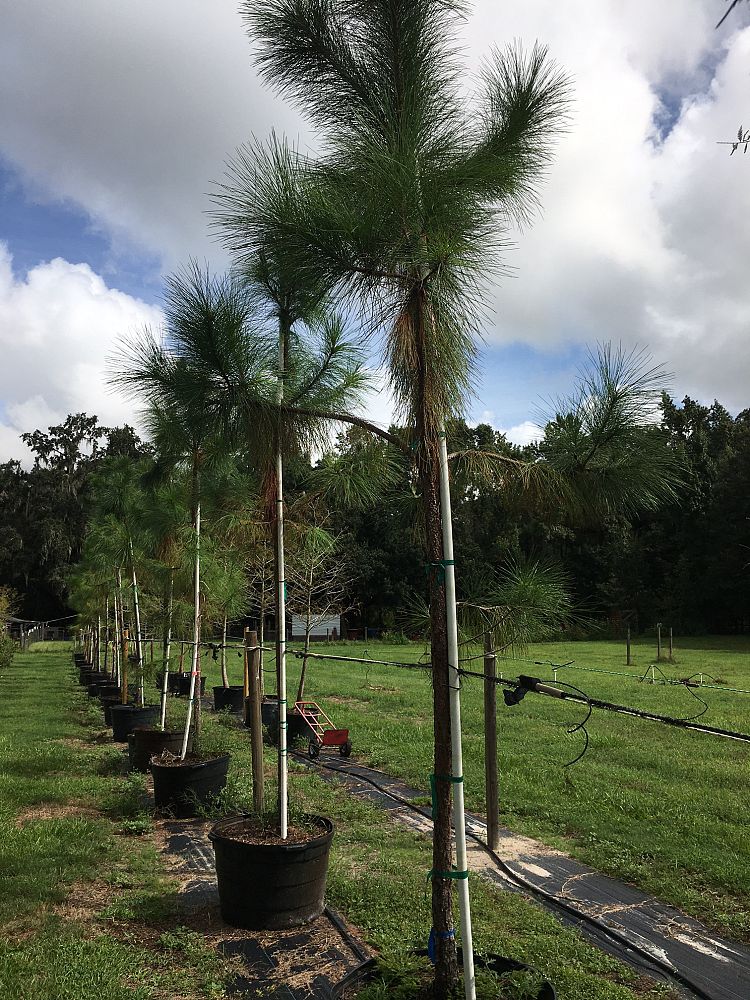 pinus-elliottii-slash-pine