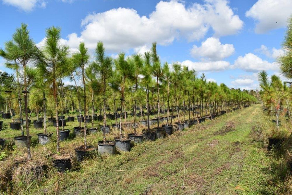 pinus-elliottii-slash-pine