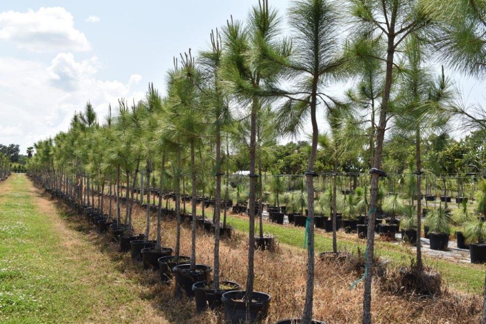pinus-elliottii-slash-pine