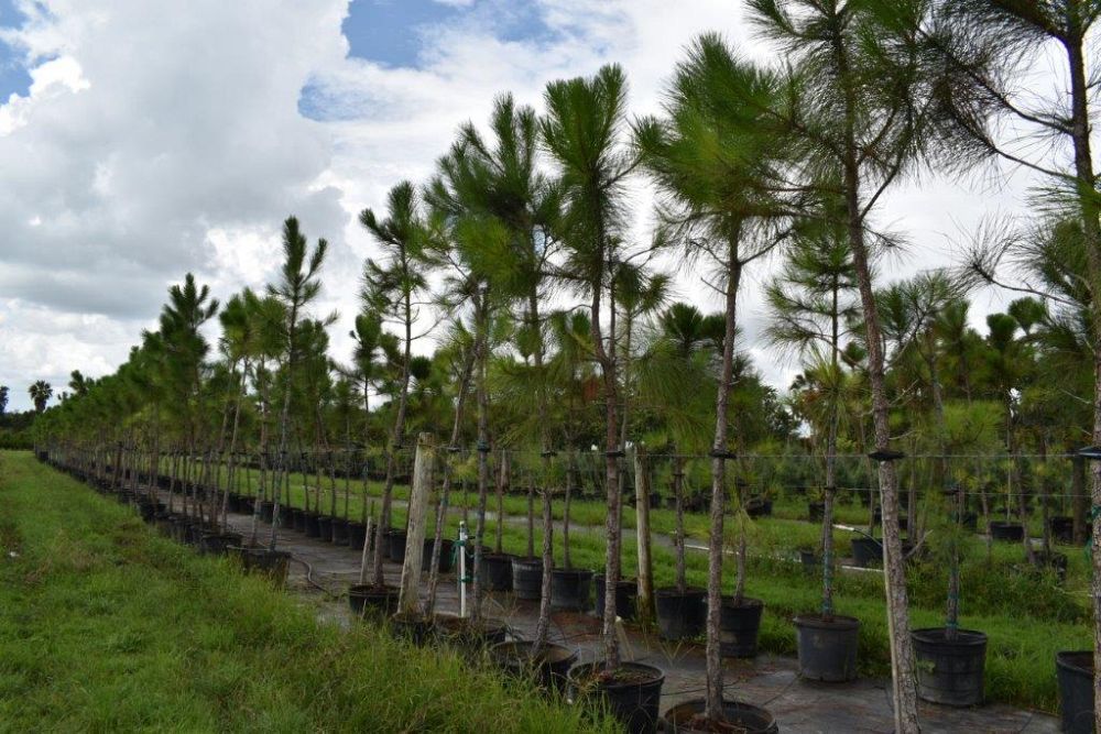 pinus-elliottii-slash-pine