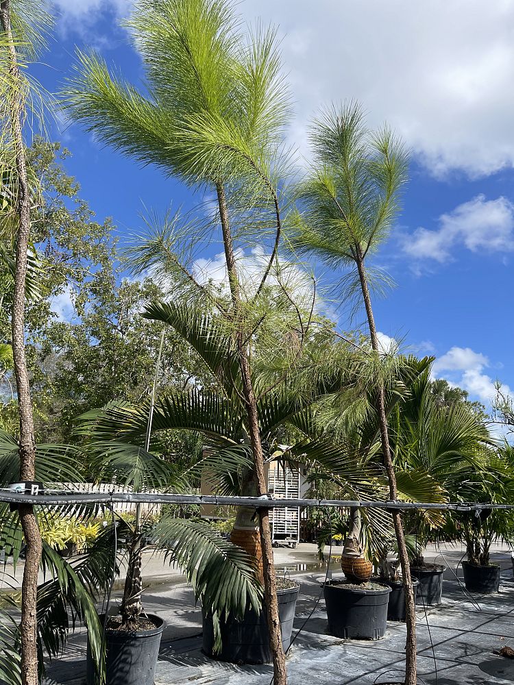 pinus-elliottii-slash-pine
