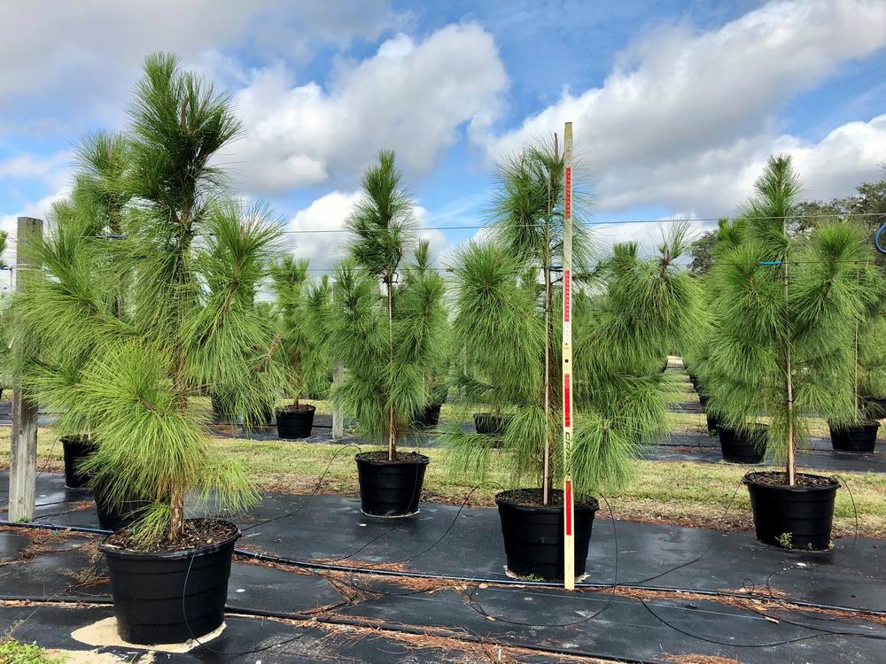 pinus-elliottii-slash-pine