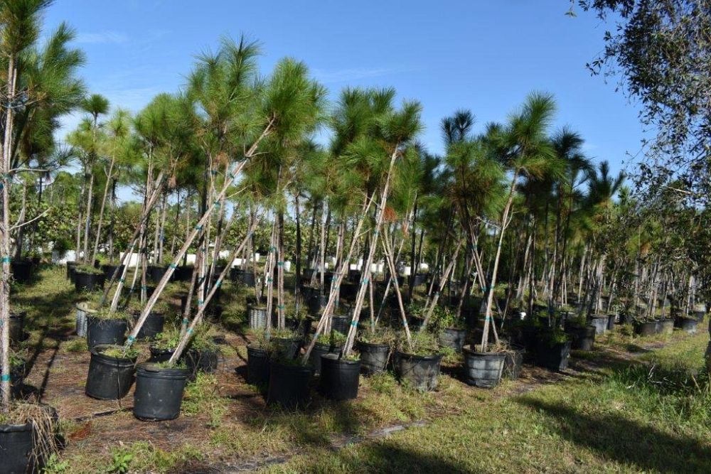 pinus-elliottii-slash-pine